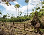 reserva biológica bosawas deforestación nicaragua comunidades indigenas