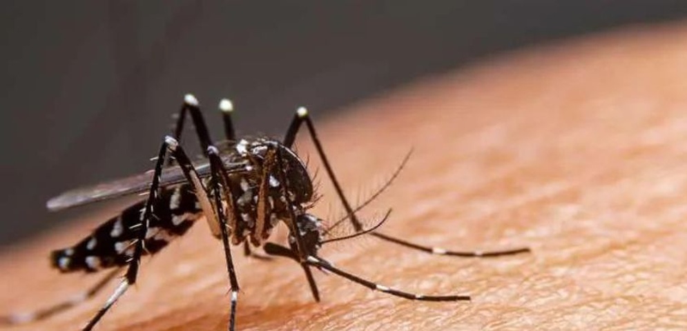 mosquito aedes aegypti trasmitor dengue