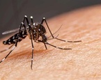 mosquito aedes aegypti trasmitor dengue