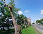 poda árboles empresa rotuladora carretera norte managua