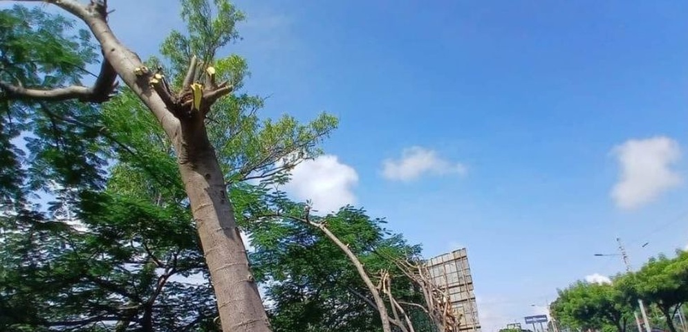 poda árboles empresa rotuladora carretera norte managua