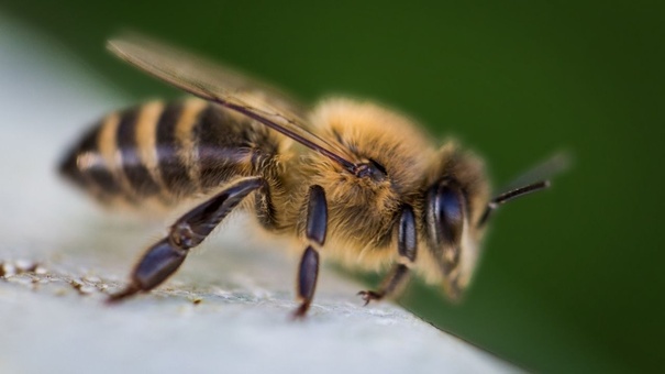 hombre muere nicaragua ataque abejas africanas