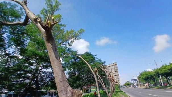 poda árboles empresa rotuladora carretera norte managua