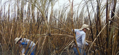 Julia aumentó costos de producción en Azucar