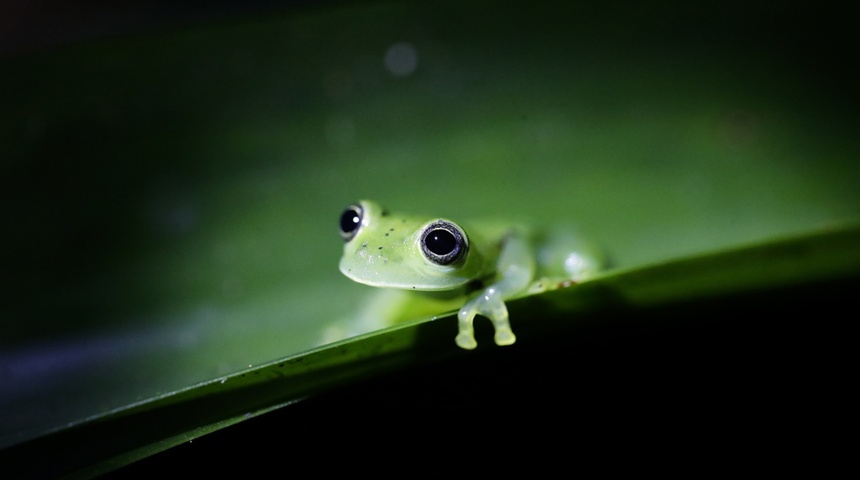 reserva cerro chucanti en panama