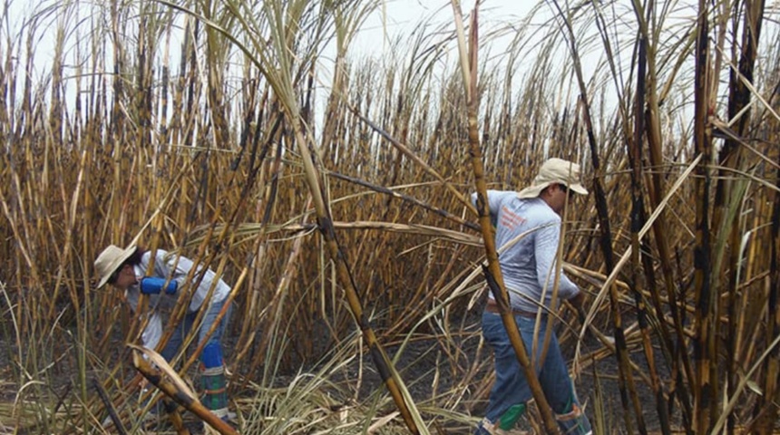 Julia aumentó costos de producción en Azucar