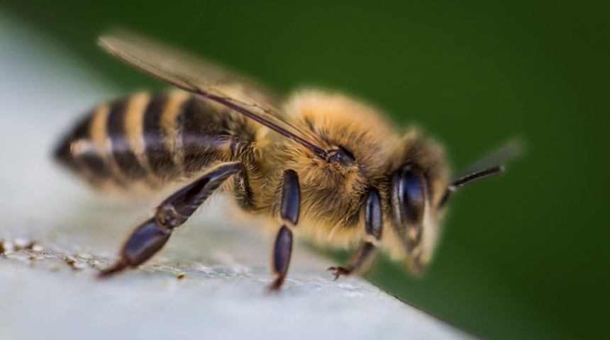 hombre muere nicaragua ataque abejas africanas