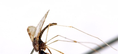 malaria mosquito