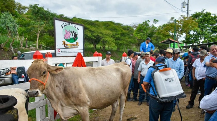 exhiben ganado bovino nicaragua