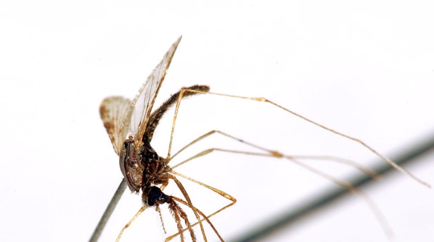 malaria mosquito