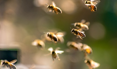 abejas en enjambre