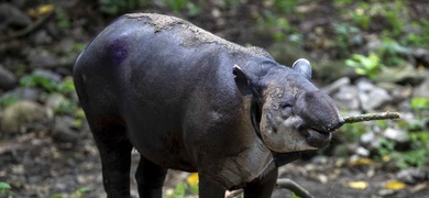 un tapir en la finca los cervantes nicaragua