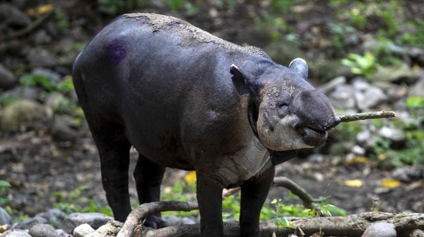 un tapir en la finca los cervantes nicaragua