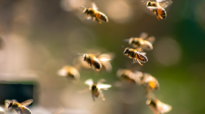 abejas en enjambre