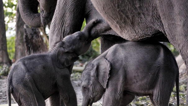 estudio tiempo de embarazo en especie mamiferos