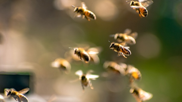 abejas en enjambre