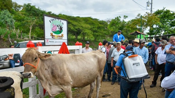 exhiben ganado bovino nicaragua