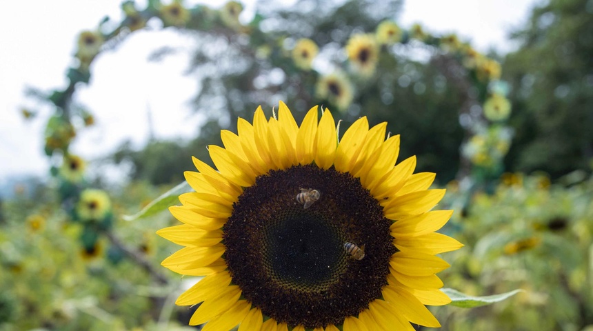 campo de girasol catarina masaya