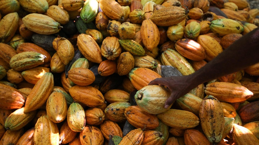 oportunidades desafios mercado cacao