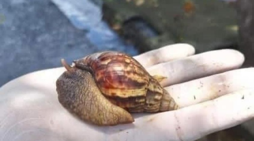 caracol gigante africano nicaragua