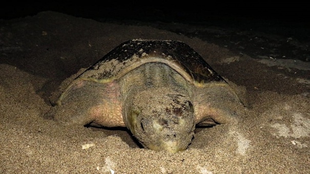 tortugas marinas en peligro de extinción