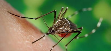 malaria florida