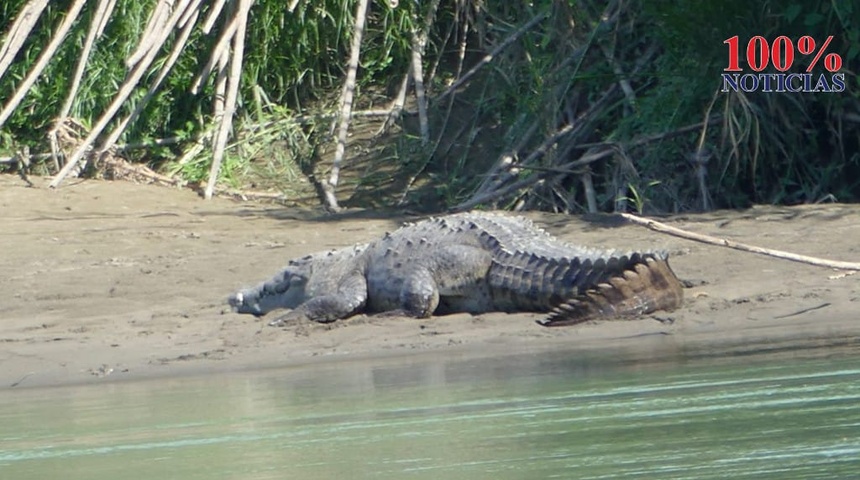 cocodrilo devora a niño en costa rica