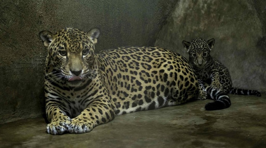 nacimiento jaguares animales peligro extincion nicaragua