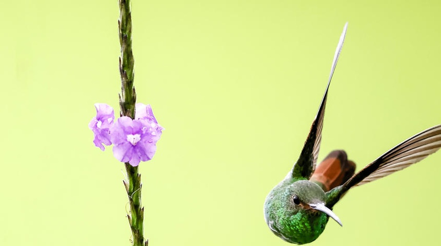 costa rica biodiversidad