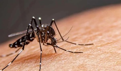 mosquito aedes aegypti trasmitor dengue