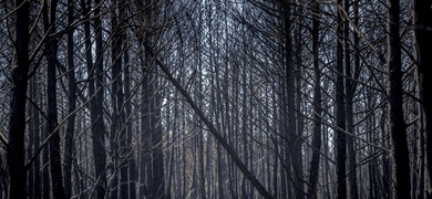 incendio forestales en españa