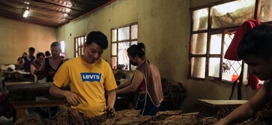 hombre prepara hojas de tabaco