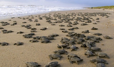 liberacion tortuguillos