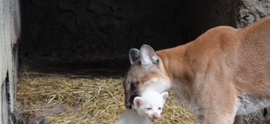 puma albino nacido en nicaragua