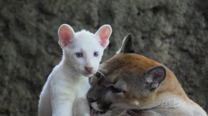 exhibiran puma albino chontales nicaragua