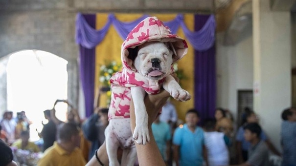 perros presentados a san lazaro