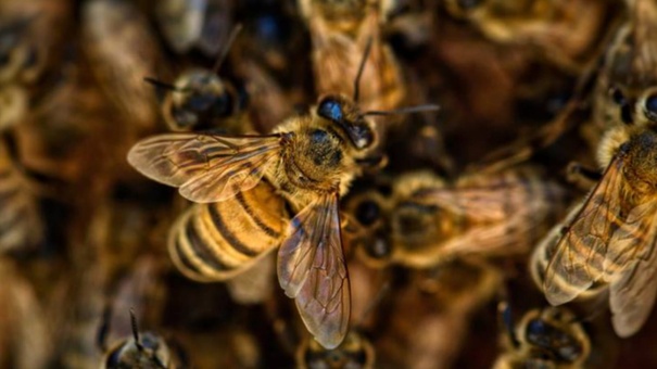 abejas en enjambre