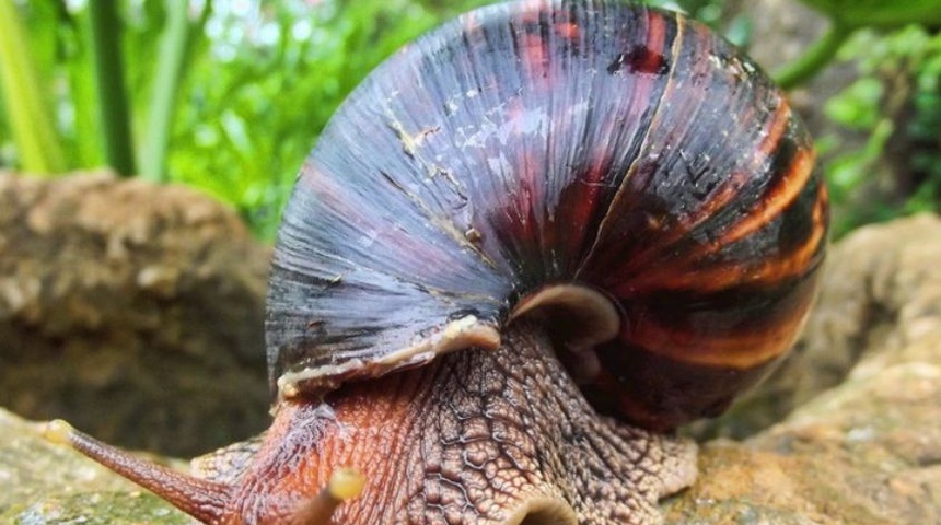 caracol gigante africano