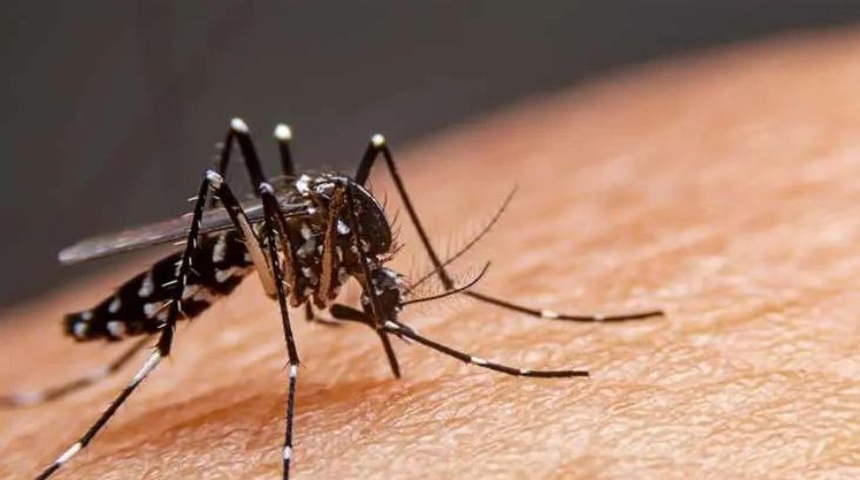 mosquito aedes aegypti trasmitor dengue