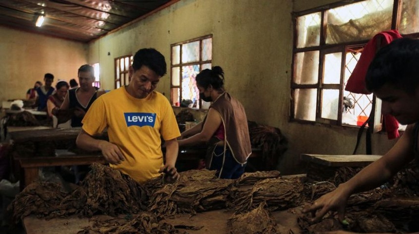 hombre prepara hojas de tabaco