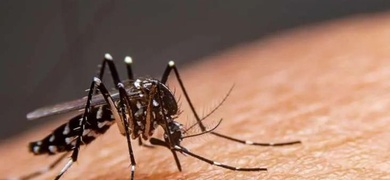 mosquito aedes aegypti trasmitor dengue