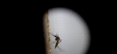 moskito virus zika dengue guatemala