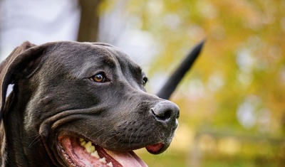 muerte abuela perro pitbull