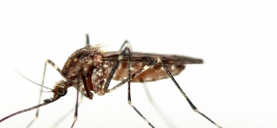 aumenta dengue costa rica semana epidemiologica 4