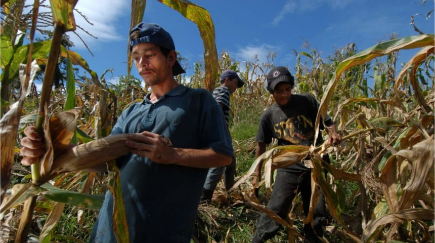 migracion nicaraguense afecta mano de obra