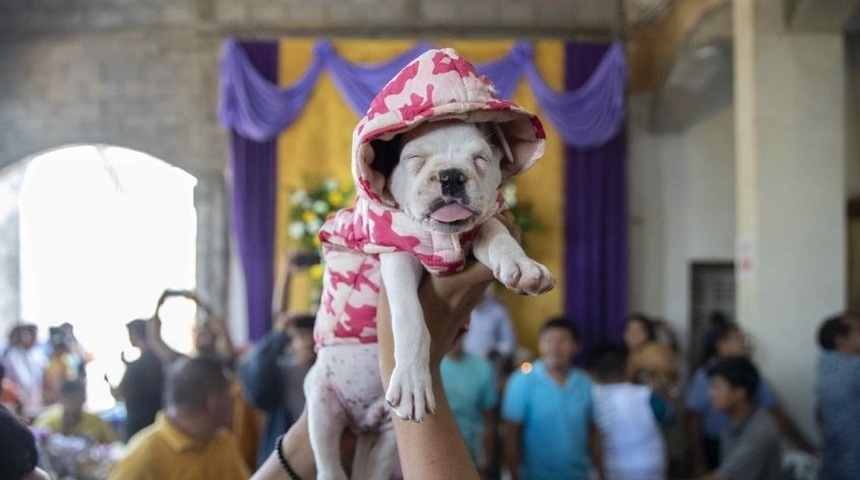 perros presentados a san lazaro