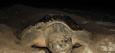 tortugas marinas en peligro de extinción