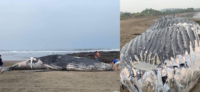 ballena varada en costas de nahualapa el viejo