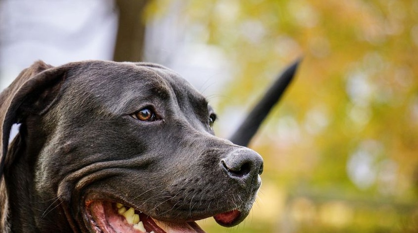 muerte abuela perro pitbull