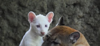 exhibiran puma albino chontales nicaragua